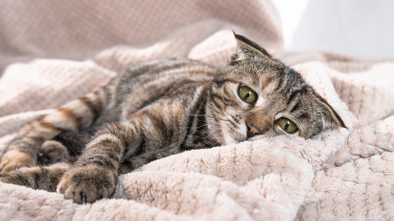 Bird Flu Spreads to Household Cats: Experts Urge Owners to Take Precautions