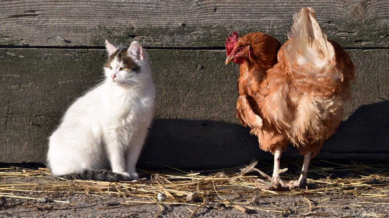Bird Flu Spreads to Household Cats: Experts Urge Owners to Take Precautions