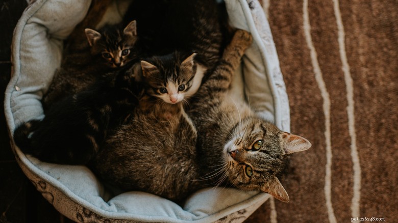 How to Determine Your Cat’s Pregnancy Stage: Expert Tips for Owners