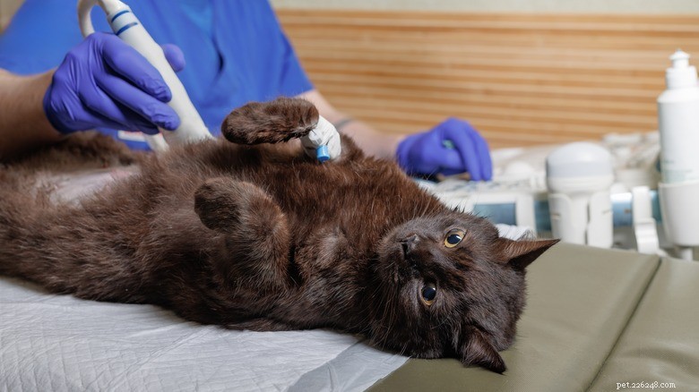 How to Determine Your Cat’s Pregnancy Stage: Expert Tips for Owners