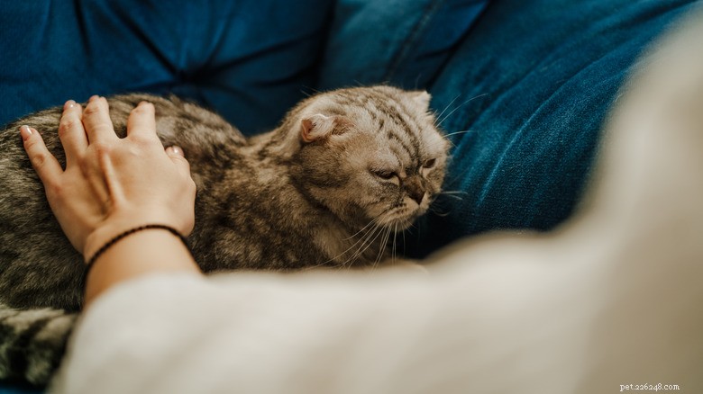 Lily & Other Popular Bouquet Flowers: Cat Poison Risks Explained
