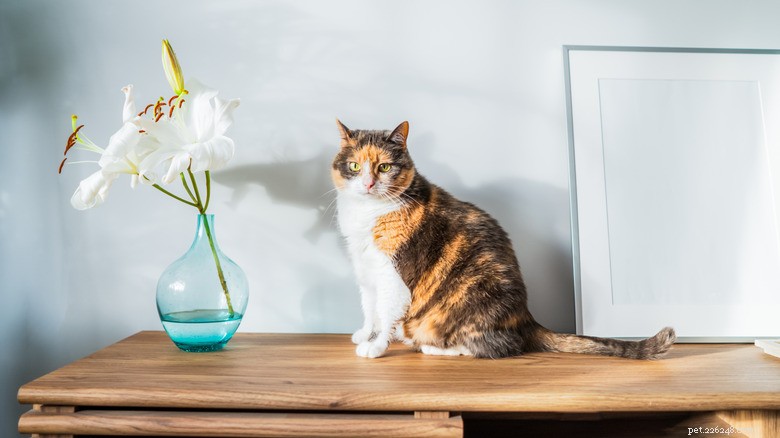 Lily & Other Popular Bouquet Flowers: Cat Poison Risks Explained