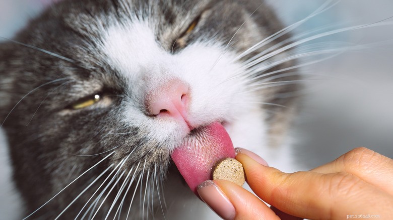 Use Butter, a Common Kitchen Staple, to Hide Your Cat’s Medication Effortlessly