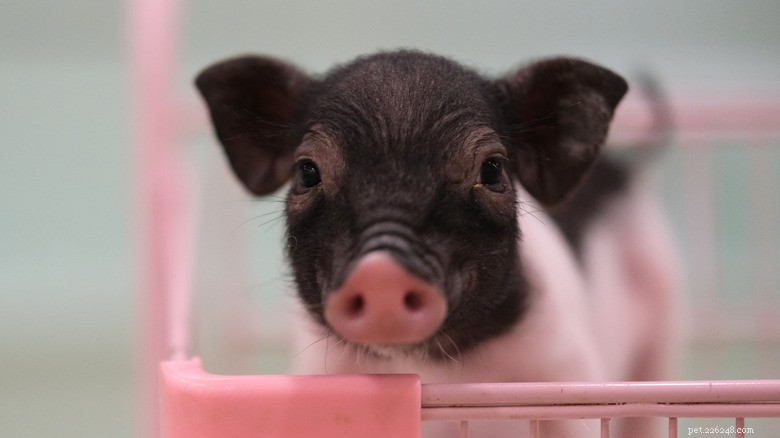 Meet the Internet’s Most Adorable Little Piggies
