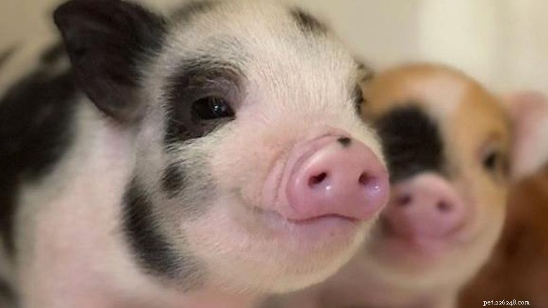 Meet the Internet’s Most Adorable Little Piggies