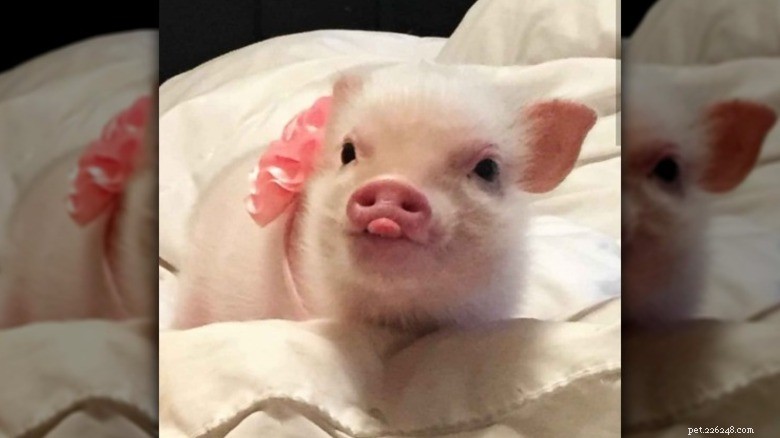 Meet the Internet’s Most Adorable Little Piggies