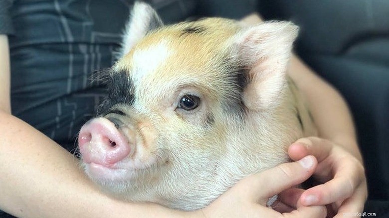 Meet the Internet’s Most Adorable Little Piggies