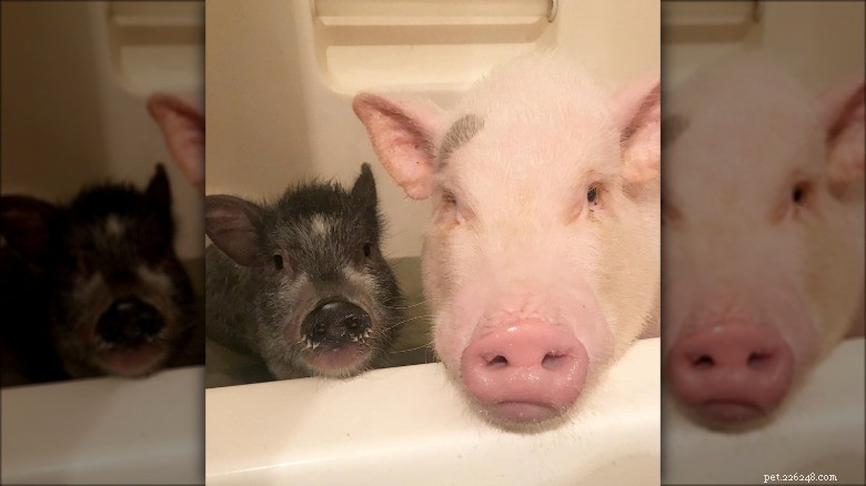 Meet the Internet’s Most Adorable Little Piggies