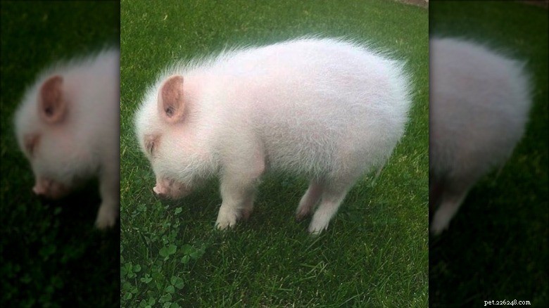 Meet the Internet’s Most Adorable Little Piggies