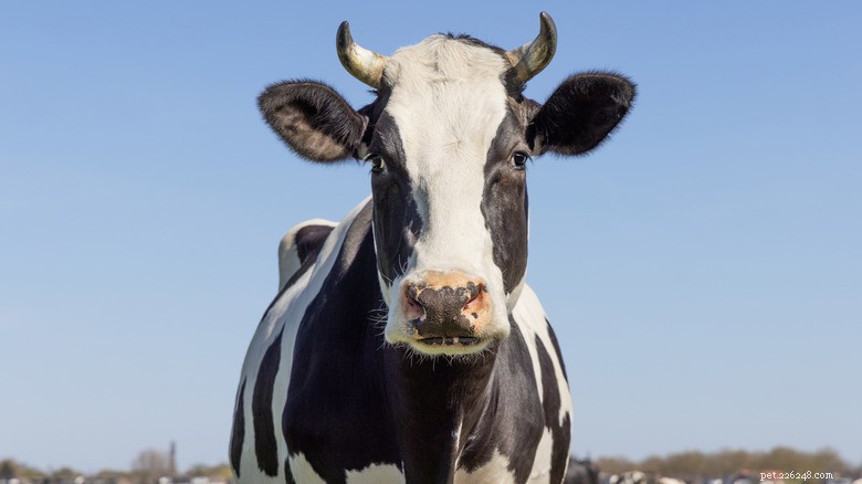 Heartwarming Farm Tale: A Cow s Sweet Kisses Show Unbreakable Bond with Golden Retriever