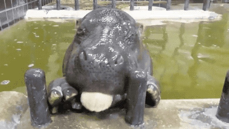 27 Adorable Baby Animals You’ll Love – A Must-See Collection