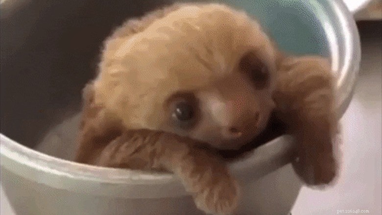 27 Adorable Baby Animals You’ll Love – A Must-See Collection