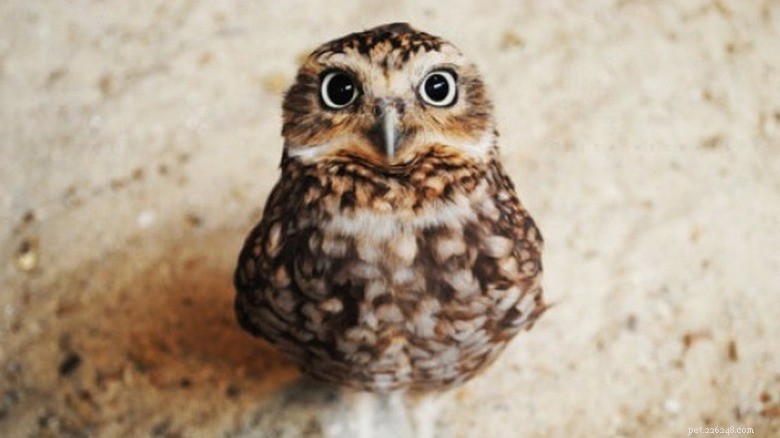 27 Adorable Baby Animals You’ll Love – A Must-See Collection