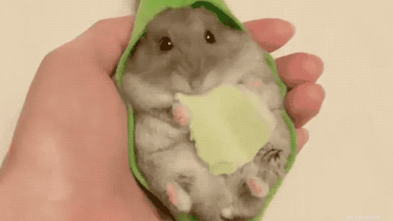 27 Adorable Baby Animals You’ll Love – A Must-See Collection