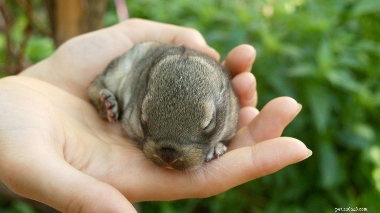 27 Adorable Baby Animals You’ll Love – A Must-See Collection
