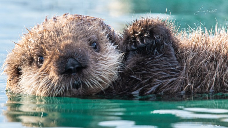 27 Adorable Baby Animals You’ll Love – A Must-See Collection