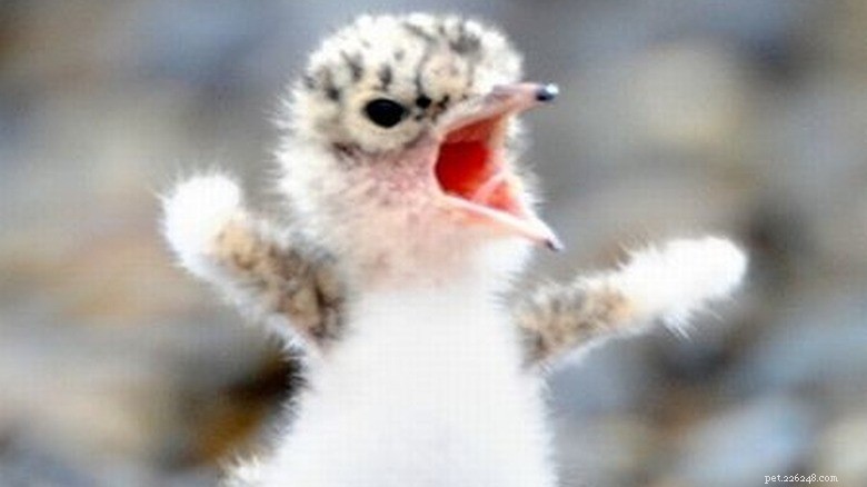 27 Adorable Baby Animals You’ll Love – A Must-See Collection