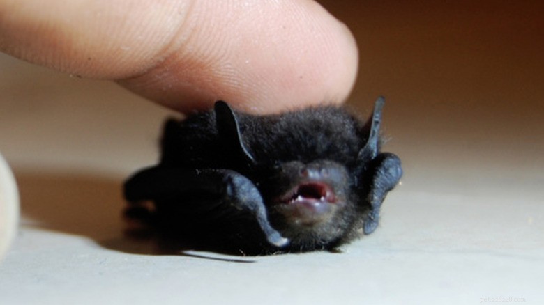 27 Adorable Baby Animals You’ll Love – A Must-See Collection