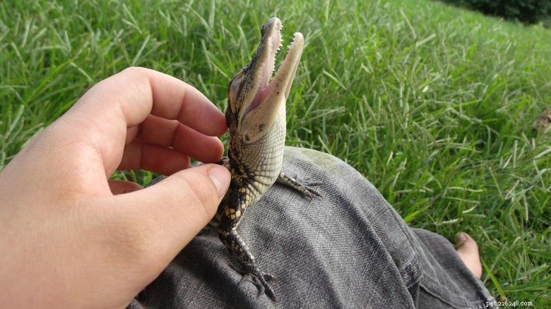 27 Adorable Baby Animals You’ll Love – A Must-See Collection