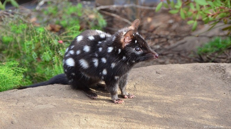 27 Adorable Baby Animals You’ll Love – A Must-See Collection