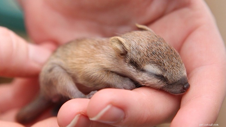 27 Adorable Baby Animals You’ll Love – A Must-See Collection