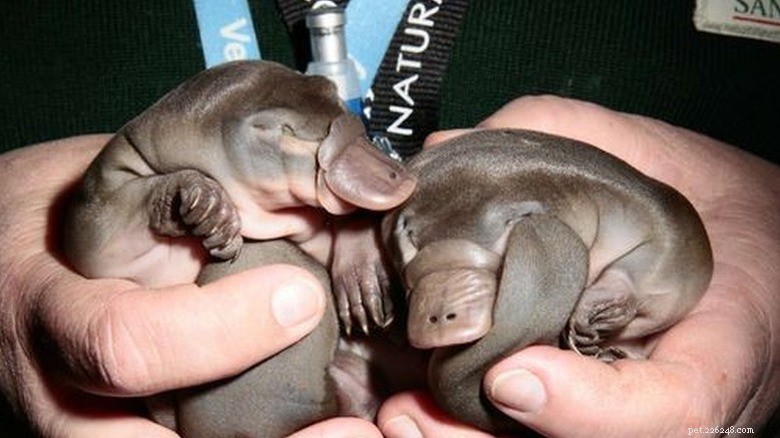 27 Adorable Baby Animals You’ll Love – A Must-See Collection