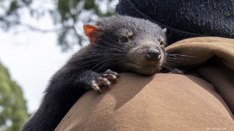 27 Adorable Baby Animals You’ll Love – A Must-See Collection
