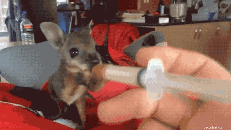 27 Adorable Baby Animals You’ll Love – A Must-See Collection