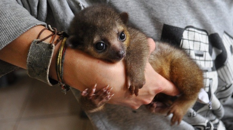27 Adorable Baby Animals You’ll Love – A Must-See Collection