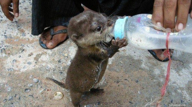 27 Adorable Baby Animals You’ll Love – A Must-See Collection