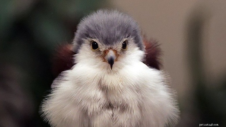 27 Adorable Baby Animals You’ll Love – A Must-See Collection