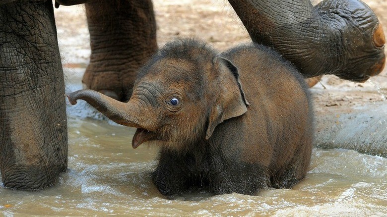 27 Adorable Baby Animals You’ll Love – A Must-See Collection