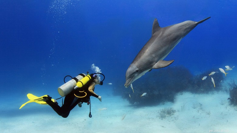 Unlocking Dolphin Communication: How Close We Are to Speaking Their Language