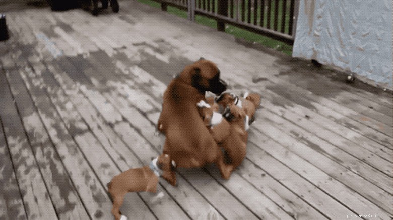 23 Animals That Can’t Handle Parenting