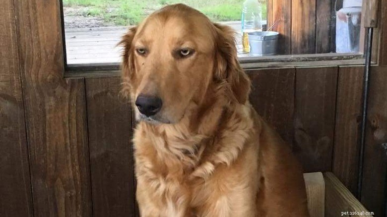 23 Animals That Can’t Handle Parenting