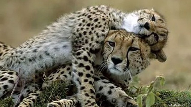 23 Animals That Can’t Handle Parenting