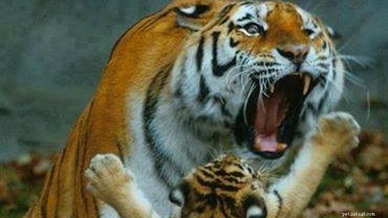23 Animals That Can’t Handle Parenting