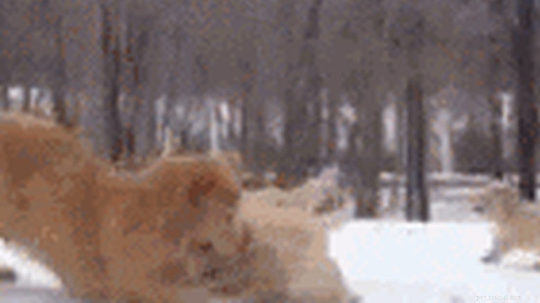 23 Animals That Can’t Handle Parenting