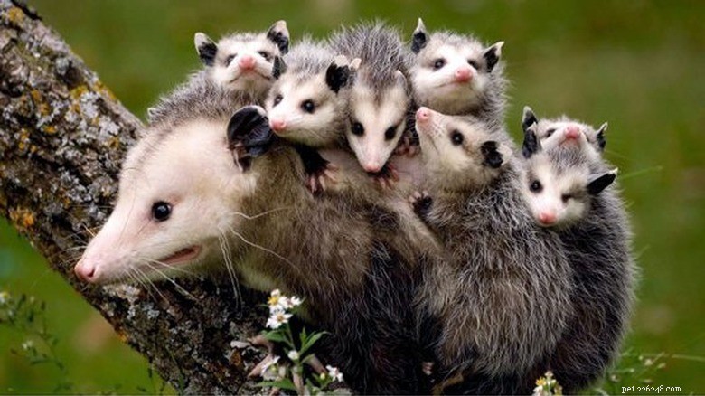 23 Animals That Can’t Handle Parenting