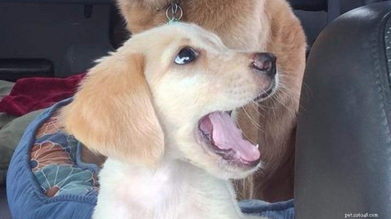 23 Animals That Can’t Handle Parenting