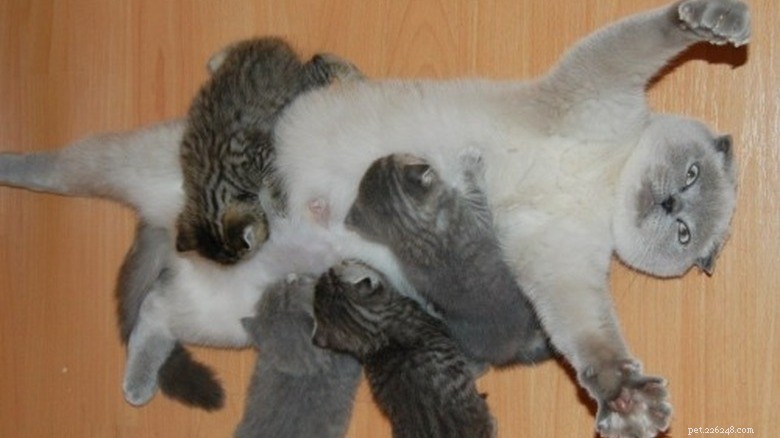 23 Animals That Can’t Handle Parenting