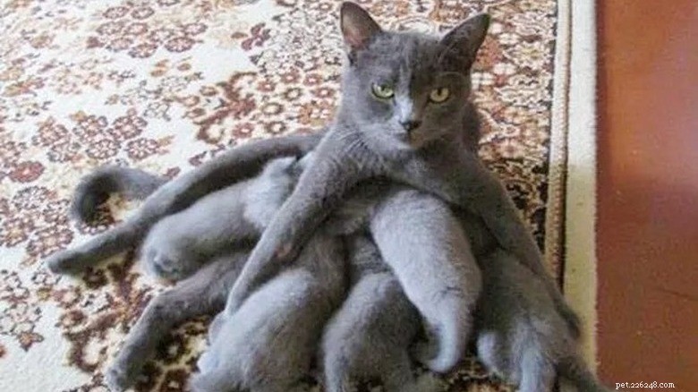 23 Animals That Can’t Handle Parenting
