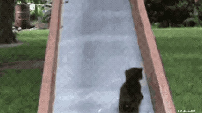 23 Animals That Can’t Handle Parenting