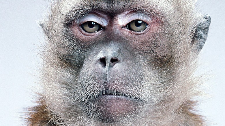 23 Animals That Can’t Handle Parenting
