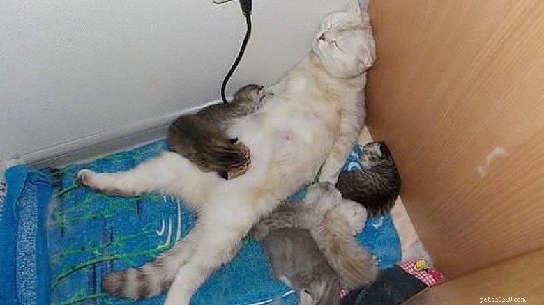 23 Animals That Can’t Handle Parenting