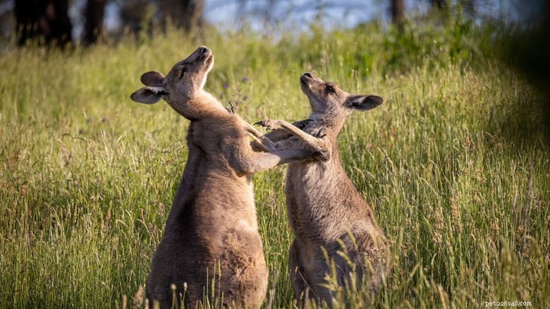 23 Animals That Can’t Handle Parenting