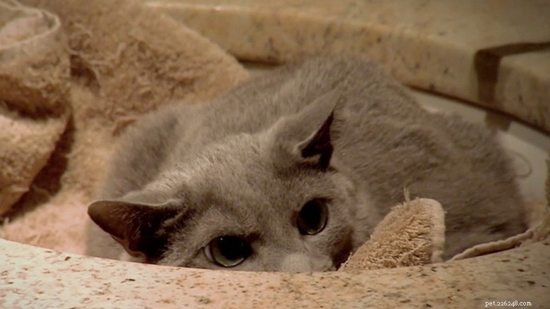 23 Animals That Can’t Handle Parenting