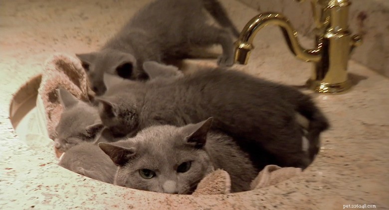 23 Animals That Can’t Handle Parenting