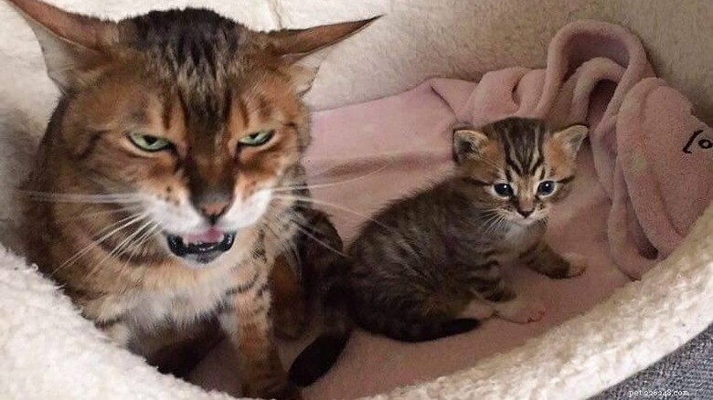 23 Animals That Can’t Handle Parenting