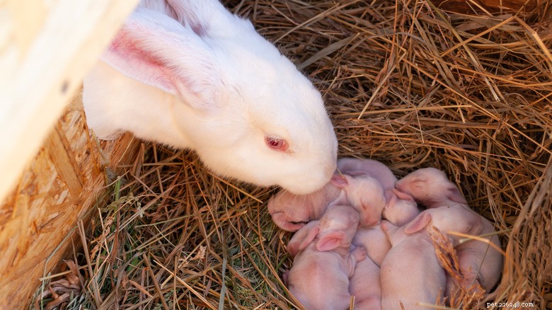 How to Spot Rabbit Pregnancy: Key Signs & Timeline for Care